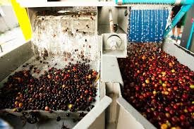 Coffee cherries moving through a wet mill.